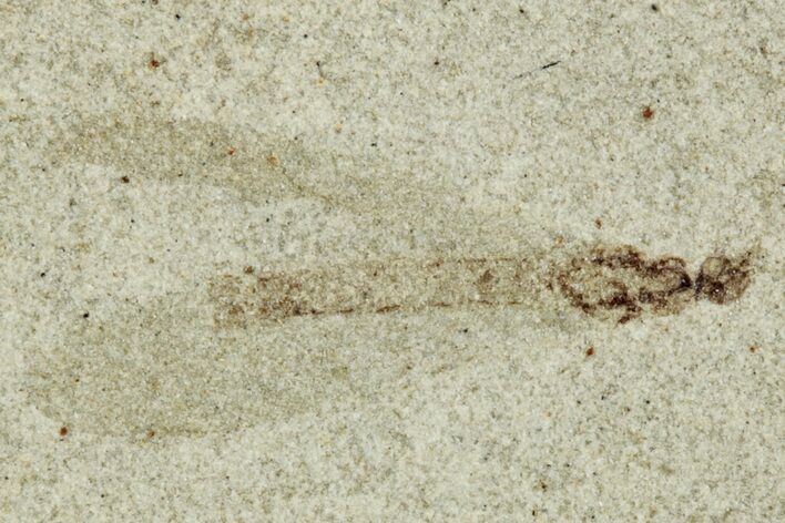 Fossil Cranefly (Tipulidae) - Green River Formation, Colorado #286411